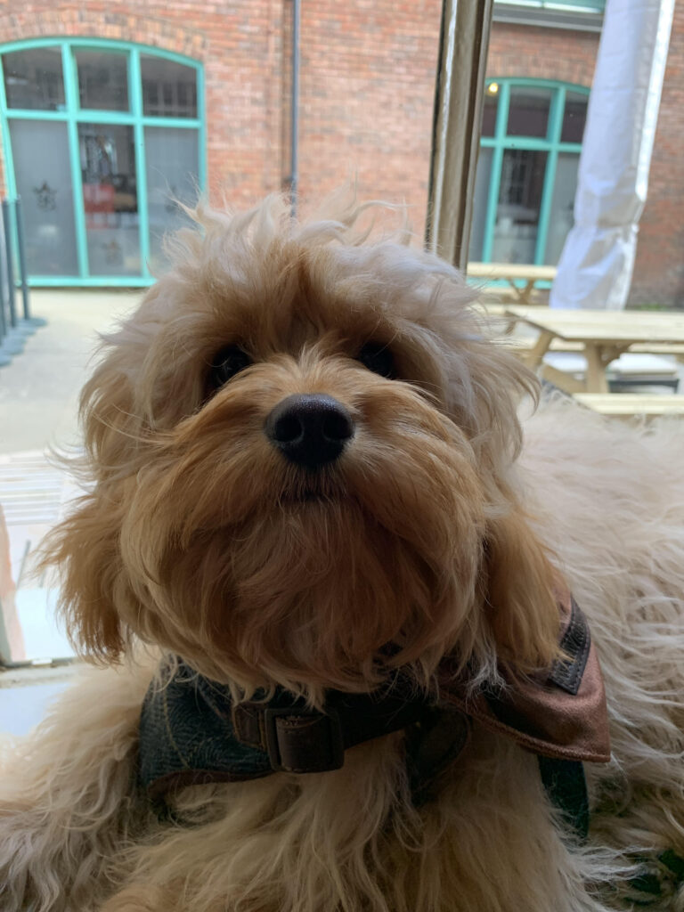 Animal-Assisted Therapy: Macc the Dog!