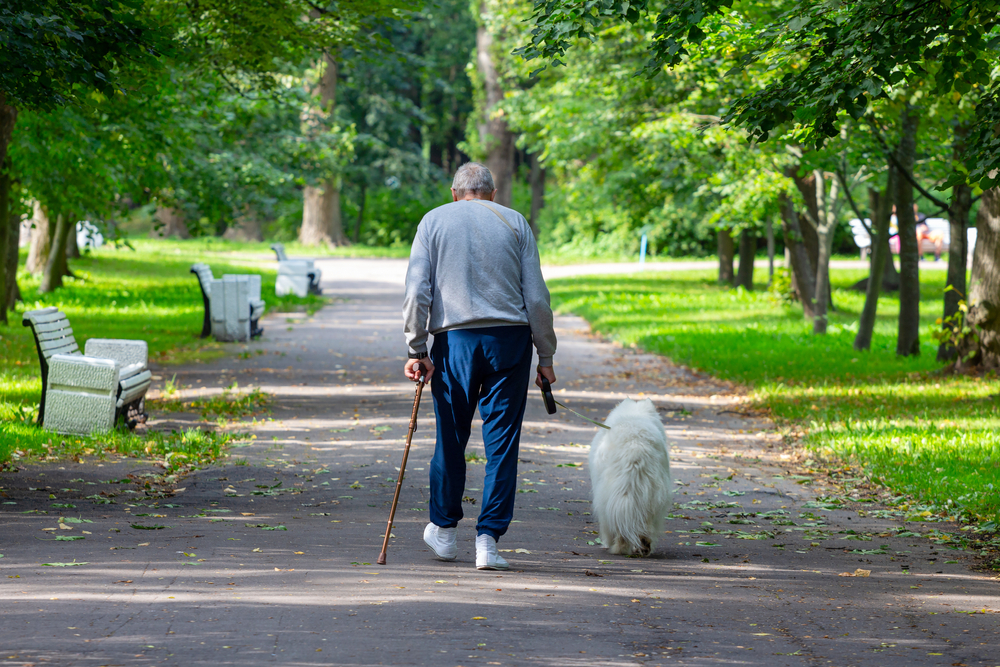 Animal-assisted therapy: Older man on a dog walk