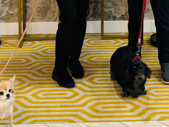 Dogs at Studley Rose